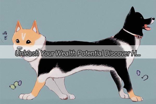 Unleash Your Wealth Potential Discover How a Pomeranian Can Bring Prosperity to Your Life